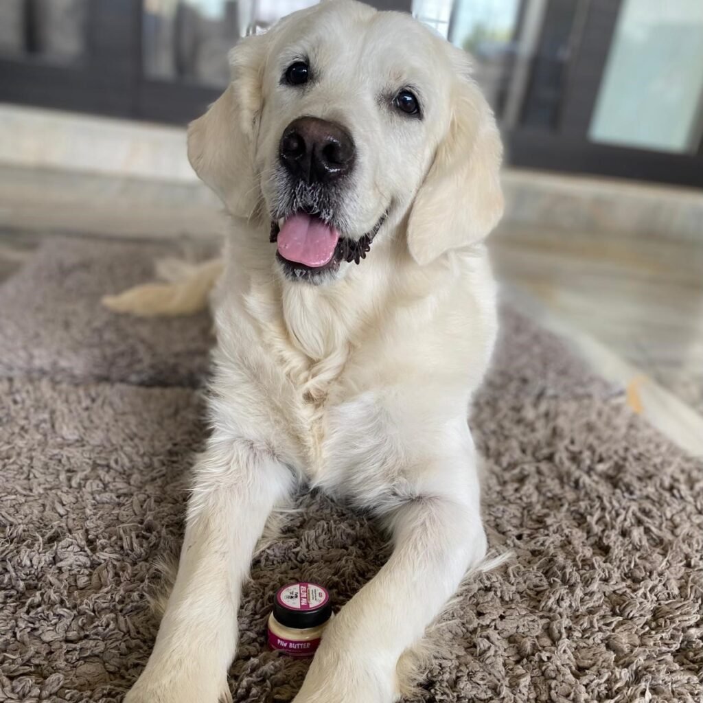 English Cream Retriever dog with Paw Butter